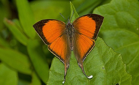 Loxura atymnus